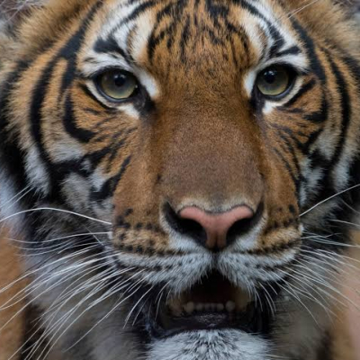 Tiger Tests Positive for Coronavirus in the US 