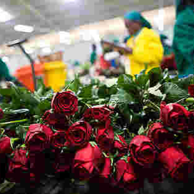 UK Topples US, Netherlands to Become 3rd Largest Buyer of Kenyan Products