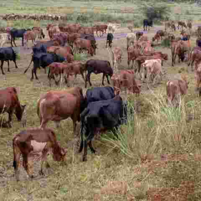 Teenager Thwarts 74-Year-Old Father's Marriage to Fourth Wife as He Flees with 17 Cows Meant for Dowry