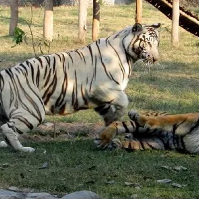 Uganda Imports Two Tigers from South Africa in Exchange for 25 Monkeys