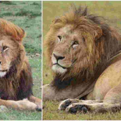 End of an Era: Maasai Mara's Iconic Lion Lolparpit Found Dead 