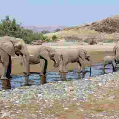 Namibia to Sell 170 'High-Value' Elephants Amid Drought and Rising Population  