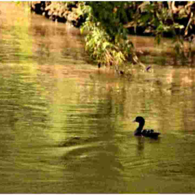 Kenyans Online React After Duck is Spotted Swimming in the Polluted Nairobi River 