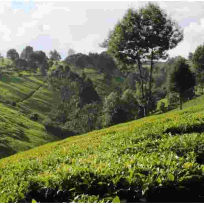 Why Wealthy Kenyans are Fleeing Posh Nairobi Estates for Tigoni and Miotoni 