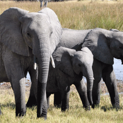 Zimbabwe to Start Selling Rights to Shoot over 500 Endangered Elephants 