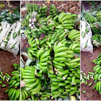 Kenyan Man Destroys Farm Produce Worth Sh200,000 to Stop Wife from Working on Father’s Day 