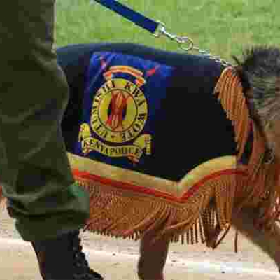 Search Begins as Trained Police Dog Goes Missing at Isiolo International Airport 