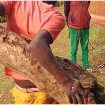 Police Rescue 19-Year-Old Kenyan Man Nailed to a Tree 