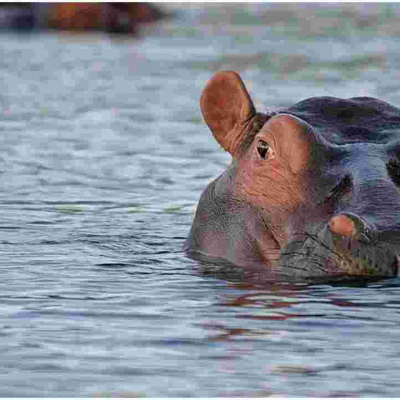 White South African Man Shoots a Black Woman, Claims He Mistook Her for a Hippo 