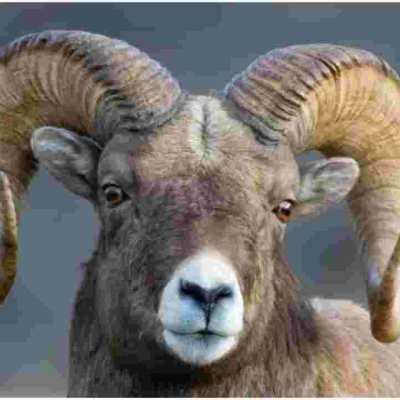 Sheep Sentenced to Serve Three Years at a Military Camp for Killing a Woman in South Sudan 