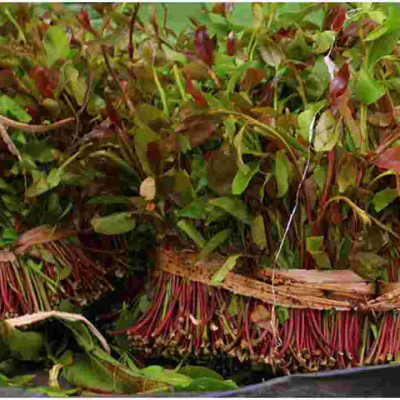 Kenya to Resume Miraa Exports to Somalia After a Two-Year Ban 