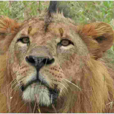 Sirikoi, Nairobi National Park’s Most Iconic Lion Dies 