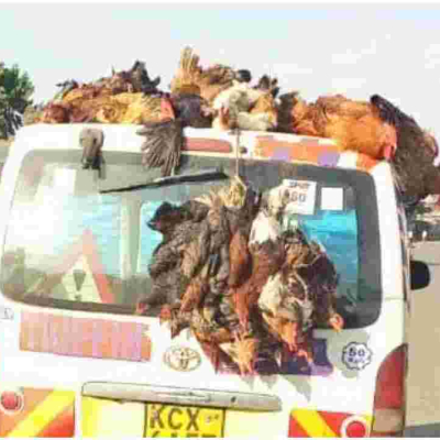 Police Warn Kenyans Against Transporting Chicken on Top of Vehicles 