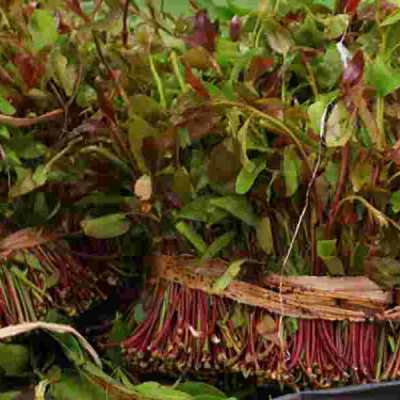Kenya Exports Miraa Worth Sh220 Million to Somalia in Four Days