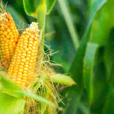 Kenya Lifts Ban on Importation and Cultivation of GMO Crops