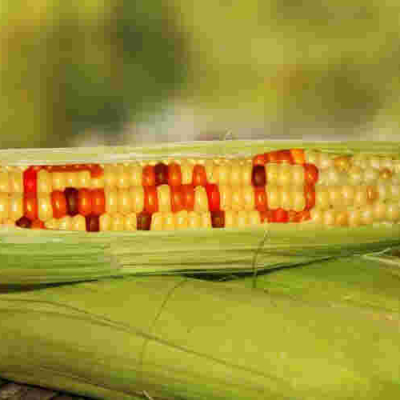 High Court Bars Kenya Gov’t from Importing and Distributing GMO Foods 