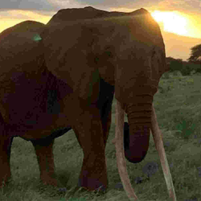 'Africa's Largest Female Tusker' Dies in Kenya's Tsavo East National Park 