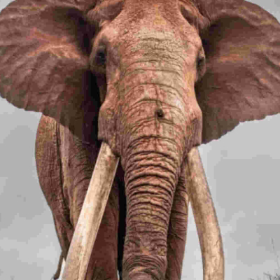 Kenya's Super Tusker Lugard Dies at Tsavo West National Park 