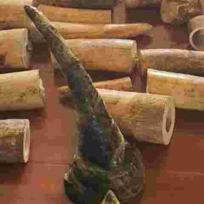 Chinese Man Found Dead in a Nairobi Apartment, Game Trophies Recovered 