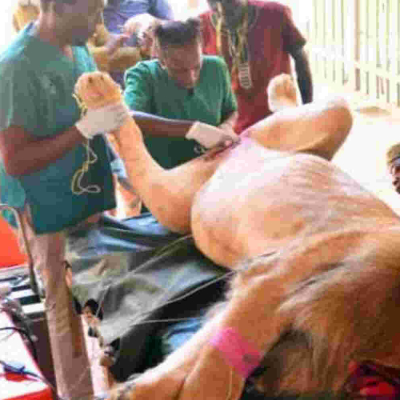 Three-Year-Old Lion Undergoes Vasectomy in Nairobi