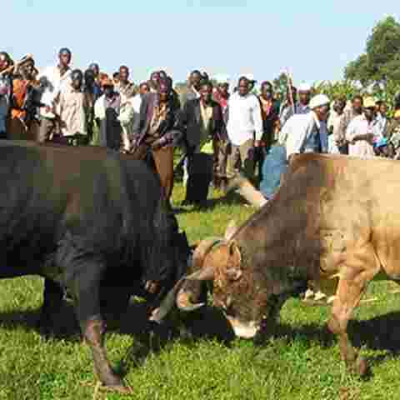 Kenyan Man Killed During a Bullfighting Match 