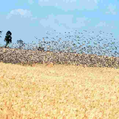 Gov’t to Kill 5.8 Million Quelea Birds After Kisumu Invasion