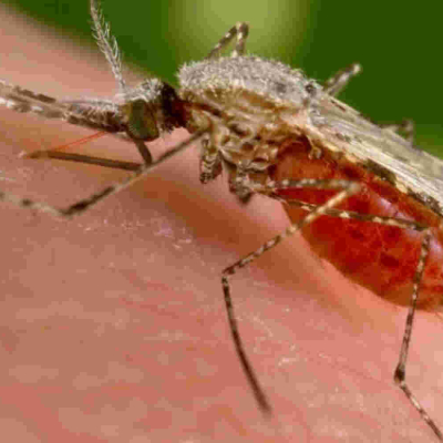 Alarm as Researchers Discover a Dangerous Malaria Vector in Kenya