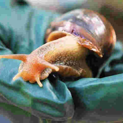 JKUAT Secures Sh128 Million to Make Cough Syrup from Snails