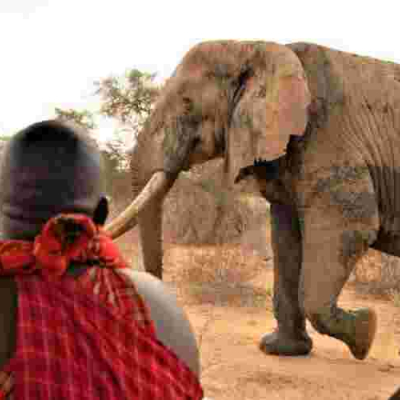 Tembo Naming Festival: Kenyans to Pay Up to Sh500,000 to Have an Elephant Named After Them 