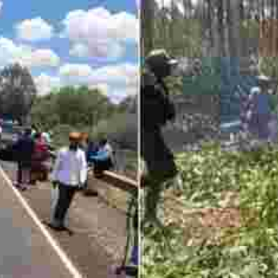 PHOTOS: Goons Invade Kenyatta Family’s Farm in Ruiru, Cut Down Trees and Steal Livestock 