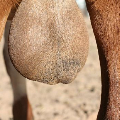 Chinese Woman in Kenya Charged with Stealing and Exporting Goat Testicles Worth Sh6 Million 