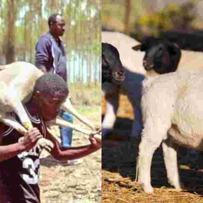 101 Sheep Stolen from Kenyatta Family’s Northlands Farm Recovered 
