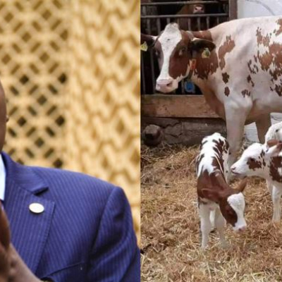 Senator Cherargei Blasted After Fake Claim of President Ruto’s Cow Giving Birth to Triplets