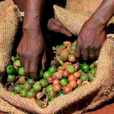 Kenyan Authorities Deport Eight Cartels for Exploiting Macadamia Farmers 