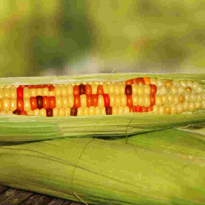 Court of Appeal Upholds Ban on GMOs Importation