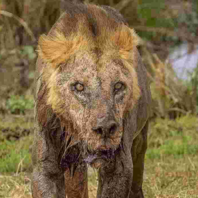 Oldest Lion in Amboseli National Park Killed by Herders