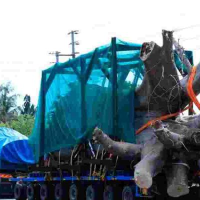 Two Kenyan Stowaways Arrested Hiding in Ship Transporting Baobabs to Georgia