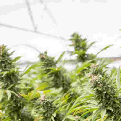 Should Kenya Legalize and Start Bhang Exportation?