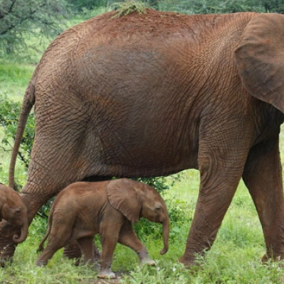 Rare Elephant Twins Born in Kenya, a Captivating Moment Caught on Camera