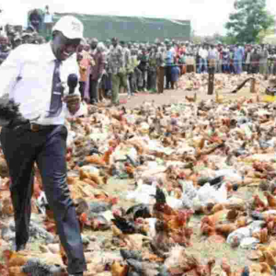 Kenya Poultry Farmers to Pay Sh500k Fine or Risk Jail Term Under New Regulations