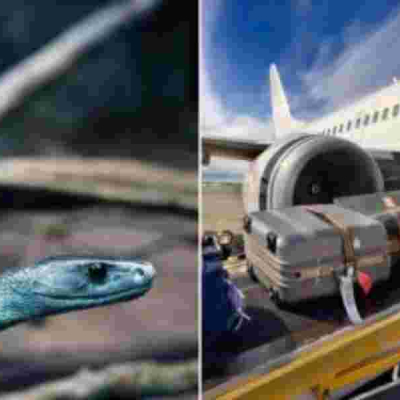 How Snakes and Scorpions Sneak Into the UK via Tourist Luggage from Kenya 