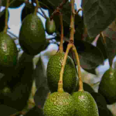 Renewed Hope for Farmers as Ovacado Exports Resume 