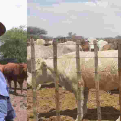 Kenyan Farmer Finds Success with Over 1000  Cattle in Botswana's Agricultural Sector