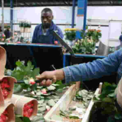 UK Suspends Tariffs on Kenyan Cut Flowers
