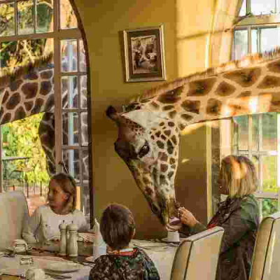 Kenyan Hotel Giraffe Manor Ranked Among the World's Top Instagrammable Hotels