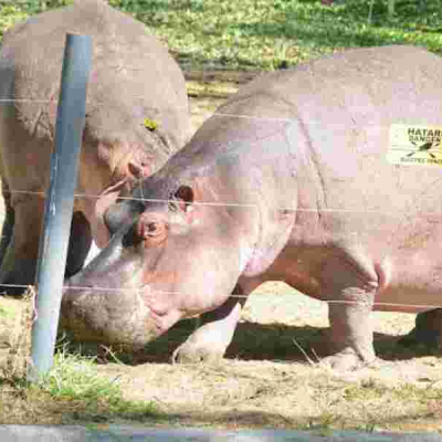 Flower Farm Workers Killed by Hippos in Lake Naivasha