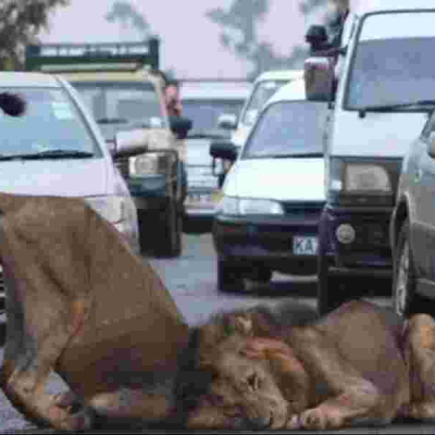 KWS Issues Alert Over Reported Stray Lions in Nairobi, Lang'ata
