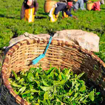 Residents Raise Issues Prior to Tea Estate's Impending Sale