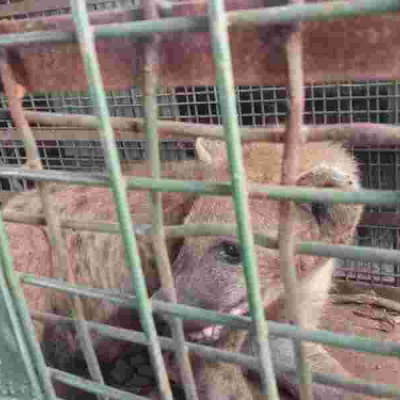 KWS Swiftly Captures Stray Hyena in Embakasi