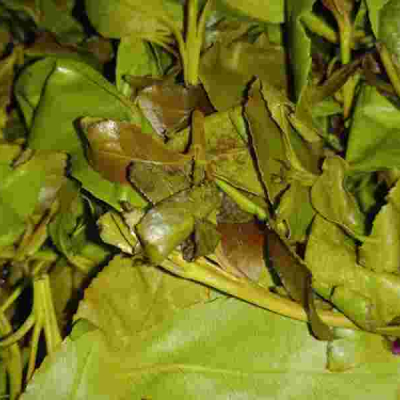 High Court Temporarily Halts Muguka Ban in Mombasa, Kilifi and Taita Taveta